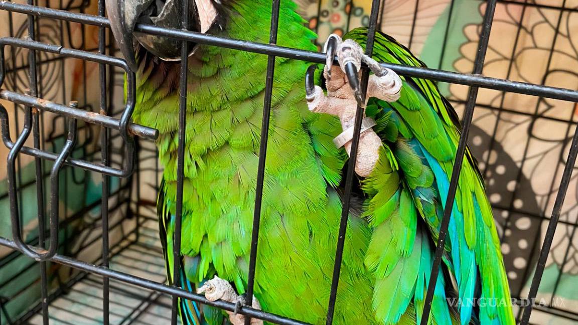 $!Reubica Profepa a 41 ejemplares que presentaban estrés y peso bajo, en Morelos.