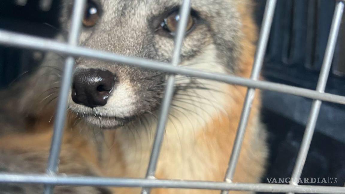 $!Elementos de la Policía Ambiental aseguran al zorro encontrado en la colonia San Alberto.
