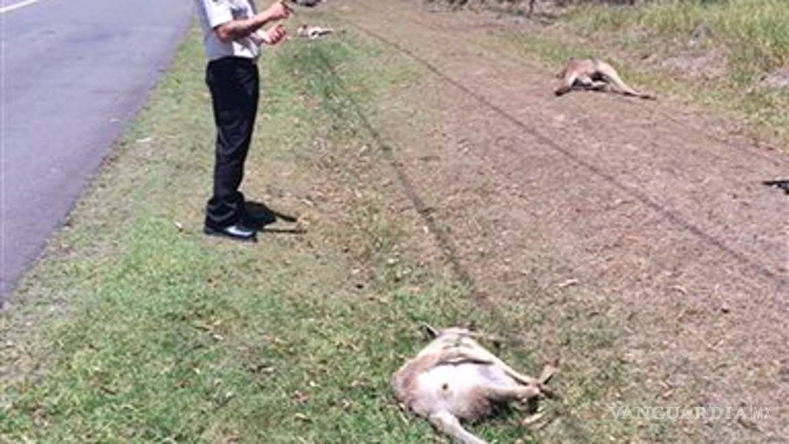 $!Australia: buscan a 'asesino serial' de canguros