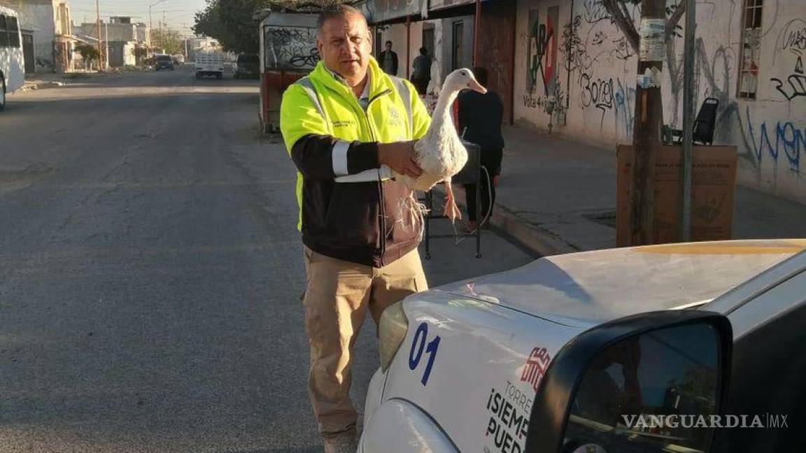 Anda pato ‘a pata’ en Torreón; autoridades buscan a su dueño