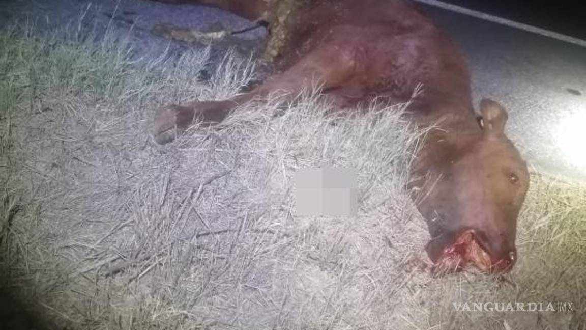 $!El becerro muerto que obstruyó el carril de circulación, causando el percance.