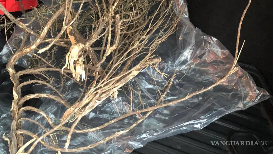 $!La mujer externó su alegría por haber encontrado su arbusto, a pesar de las condiciones.