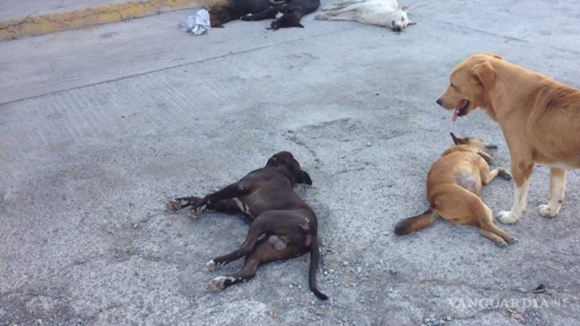 Envenenan a perros en la colonia Bellavista de Frontera