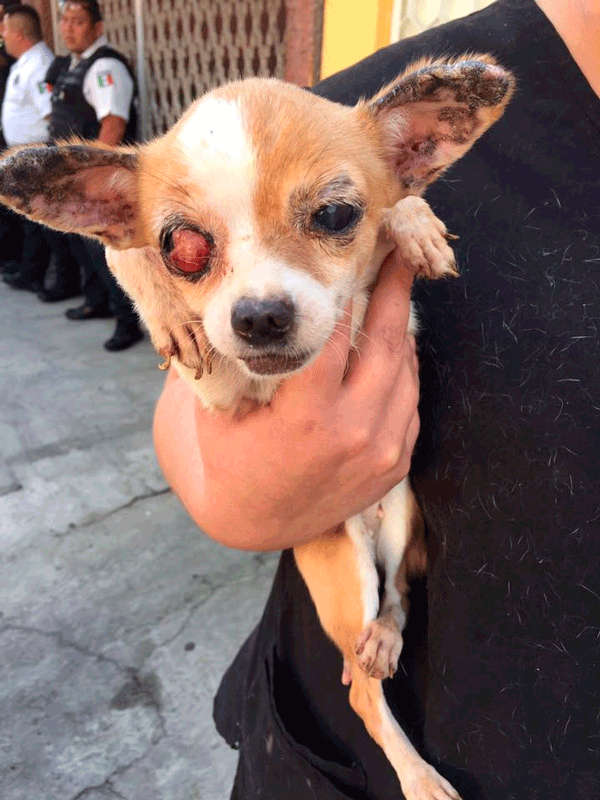 $!Más de 100 perros son rescatados de criadero clandestino