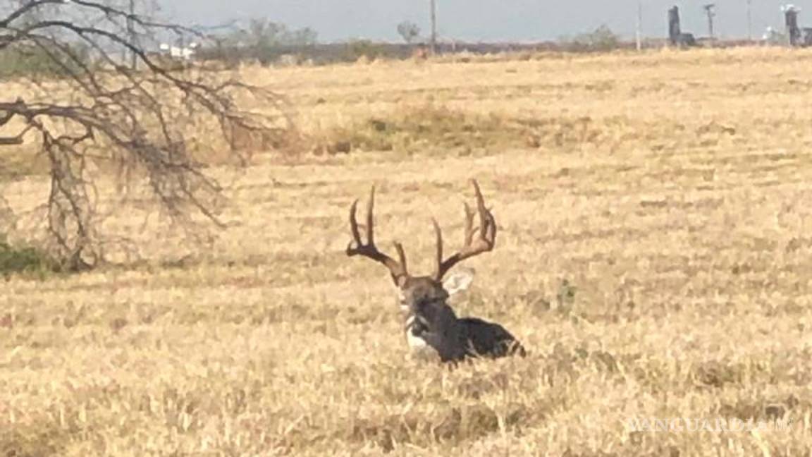 $!Confirman arresto de cazador furtivo en Laredo; cazó un venado en zona urbana