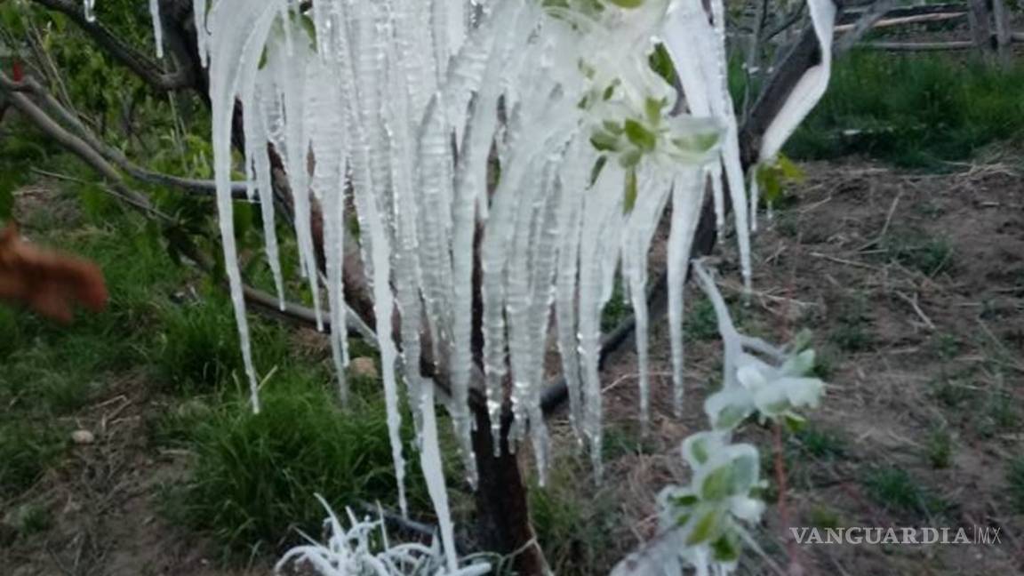 $!Afecta helada 24 mil empleos en la sierra de Arteaga; por la pizca de manzana se pierden 410 mdp