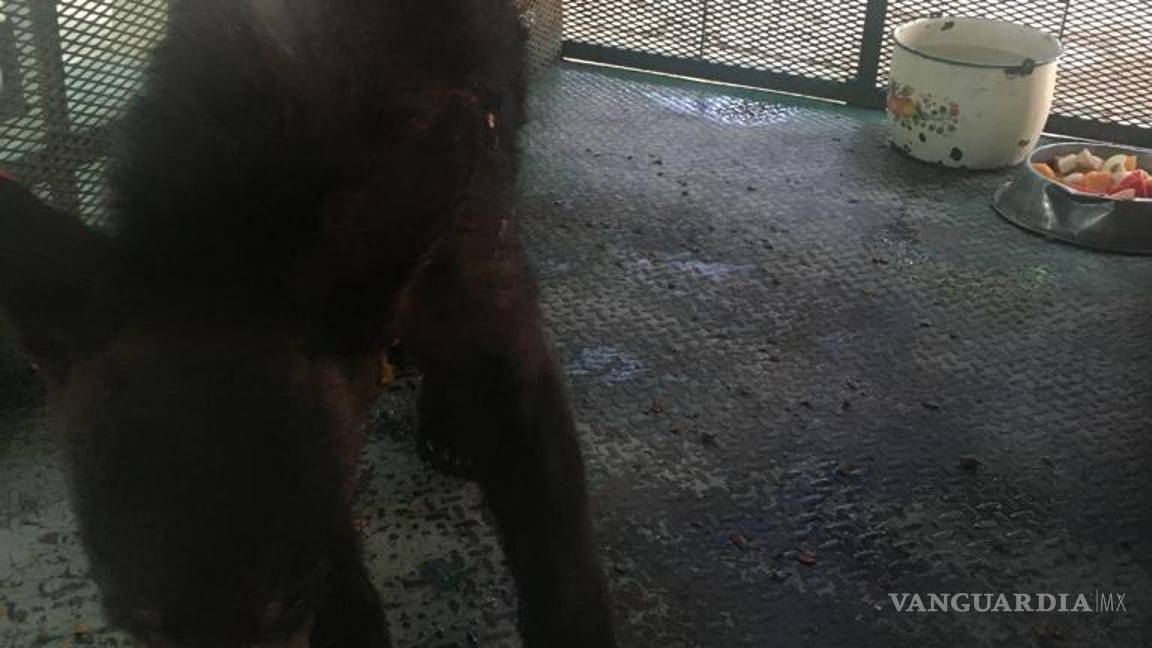 Saltillo: oso que cayó de árbol en Lomas de Lourdes continúa en reposo y bajo observación