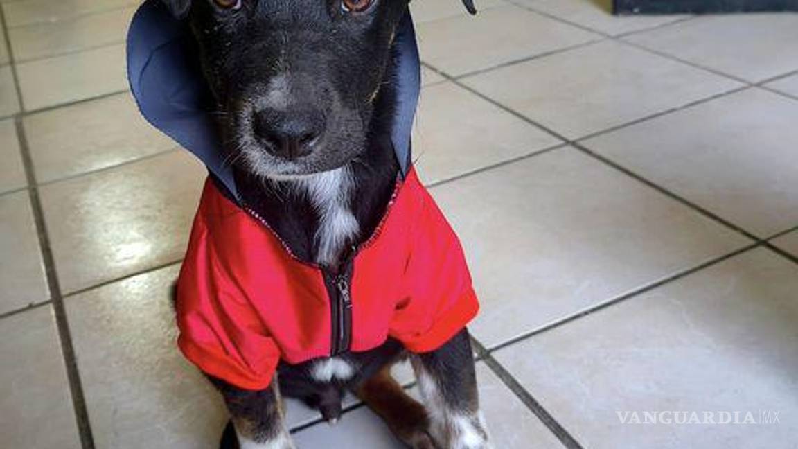 $!Calcetitas se lleva maravillosamente bien con otros perritos, destacando su naturaleza amigable y adaptable.