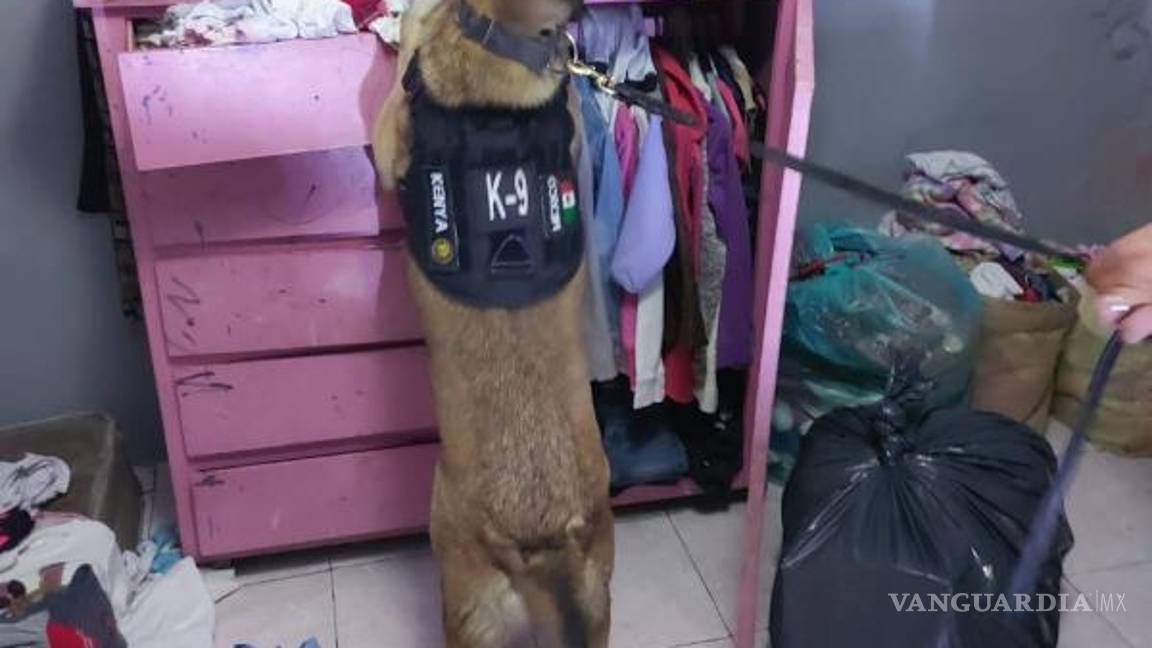 $!Ejemplares caninos formaron parte del operativo.