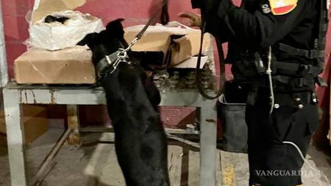 $!Con la ayuda de binomios caninos pudieron detectar el enervante en la empresa de paquetería del municipio de San Nicolás de los Garza.