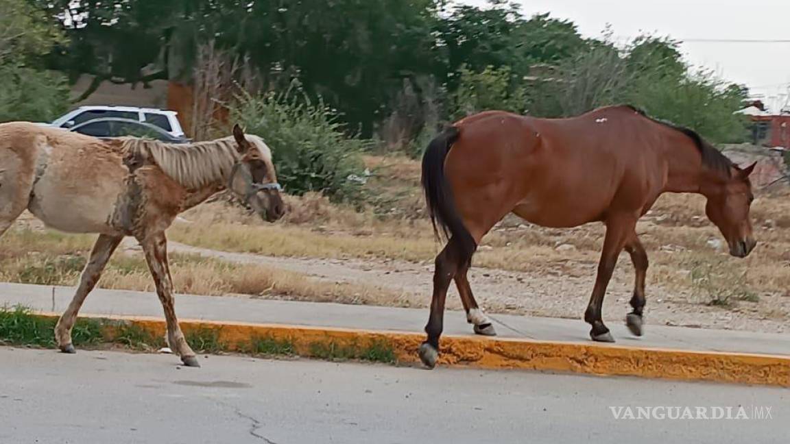 En Acuña instan a un control riguroso de caballos, ante alto riesgo por accidentes