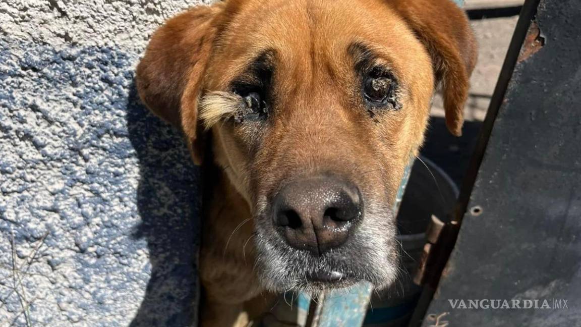 $!a Ley de Protección Animal existe, pero su aplicación sigue siendo un desafío.