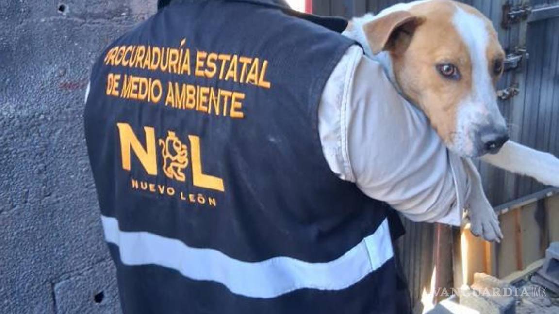$!En tres operativos rescatan a cinco canes en condición de maltrato, en NL
