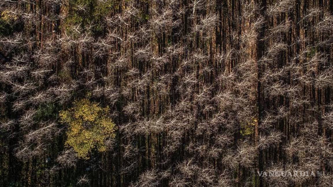 $!Con esta imagen fue que el fotógrafo logró el triunfo.