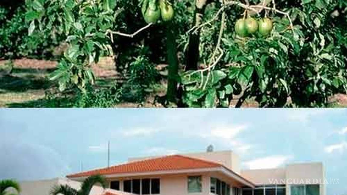 $!Se burlan en redes del precio del aguacate