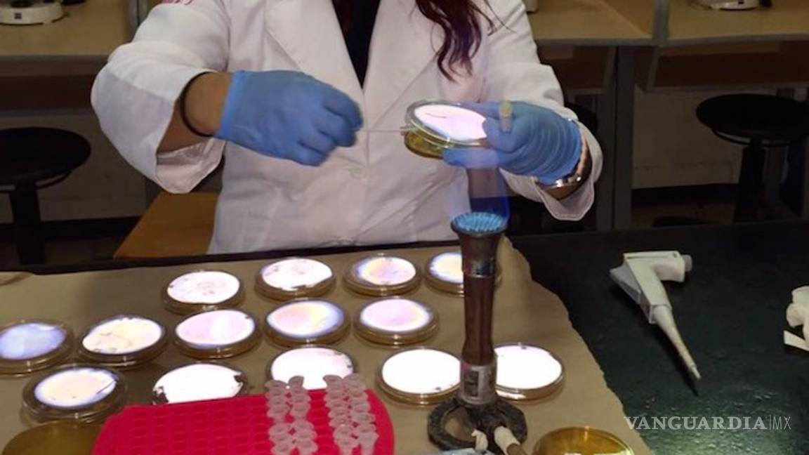 $!Investigadores de la UAdeC crean una goma dulce para combatir enfermedades dentales