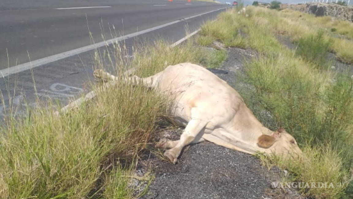 Mata a una vaca en plena carretera Torreón- Saltillo y no aparece dueño