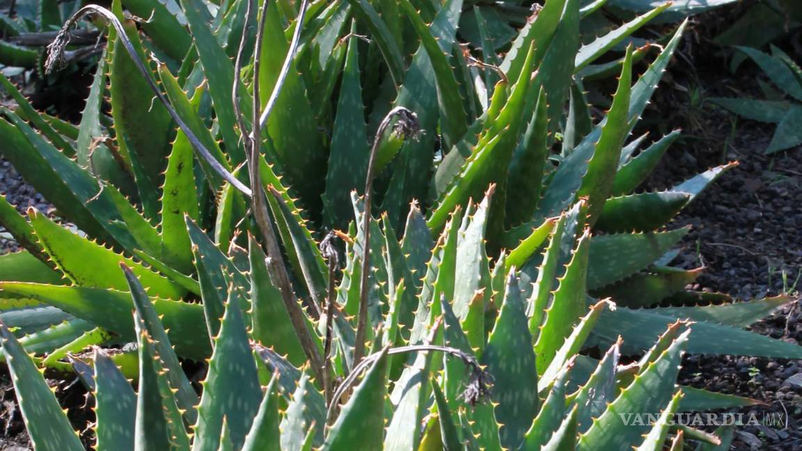 $!Plantas de sábila, en la Ciudad de México (México).