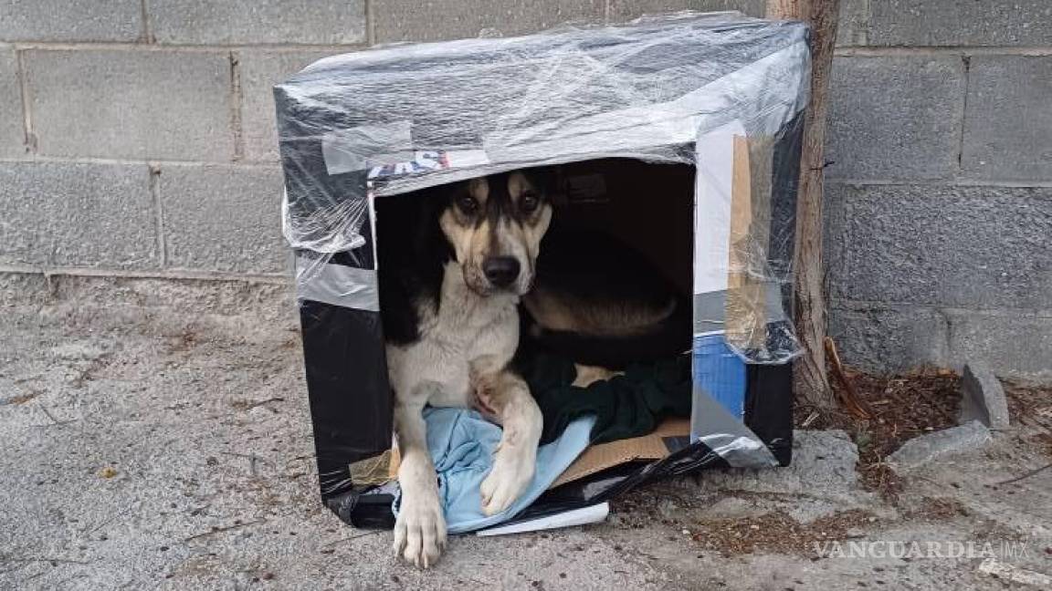 ¡Un refugio para cada peludito! Voluntarios construyen casas para perros sin hogar en Ramos Arizpe