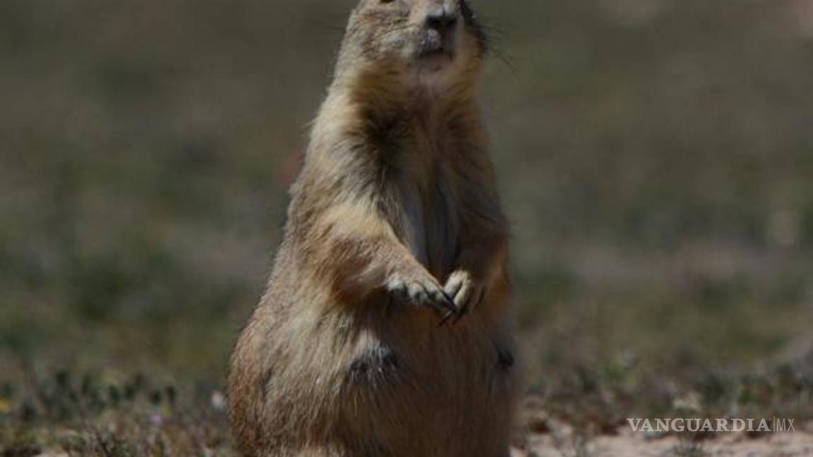 $!El proyecto de conservación cuenta con la colaboración del Museo del Desierto, laboratorios especializados y organizaciones civiles del norte del país.