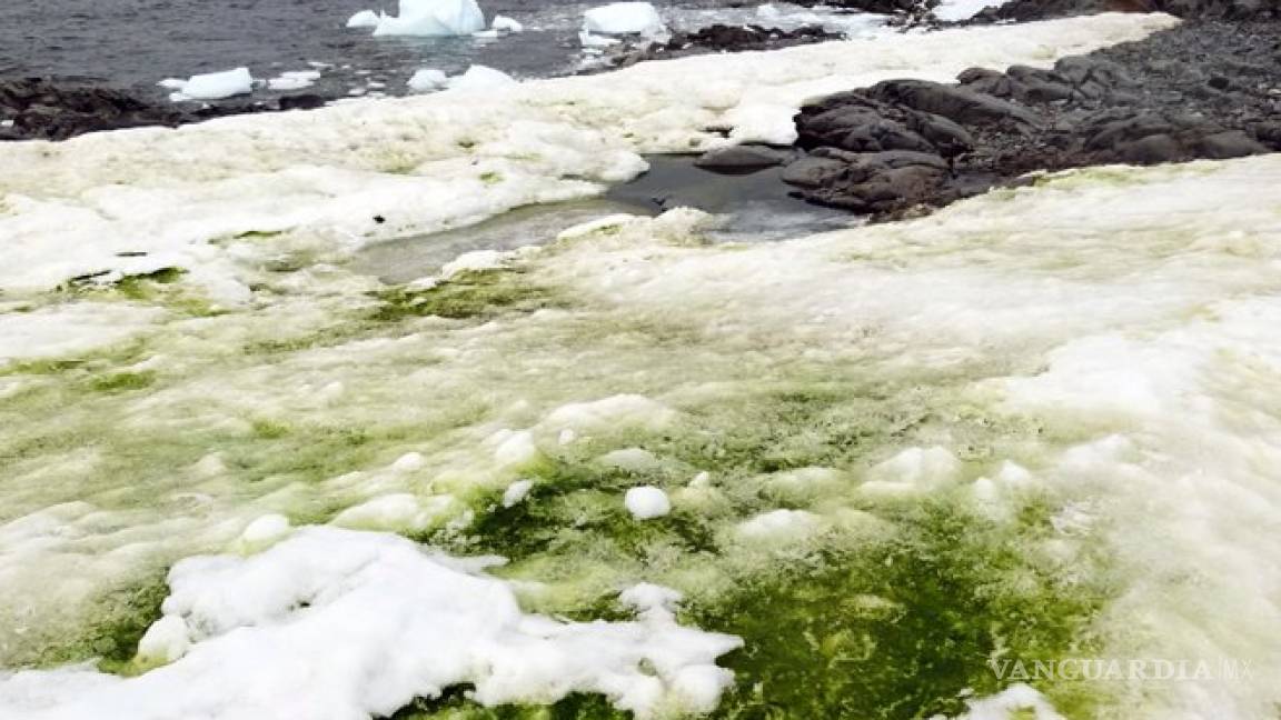 Aparece 'nieve verde' en la Antártida, por el cambio climático