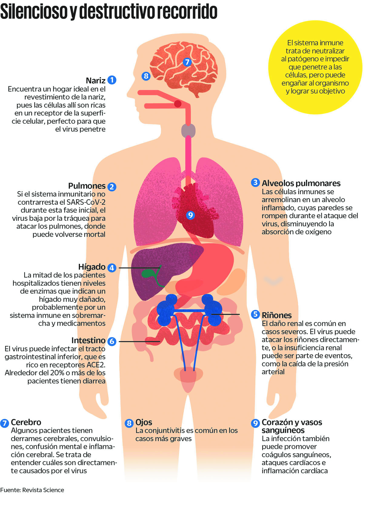 $!¿Cómo destruye al cuerpo el COVID-19? Sistema inmunológico al ataque