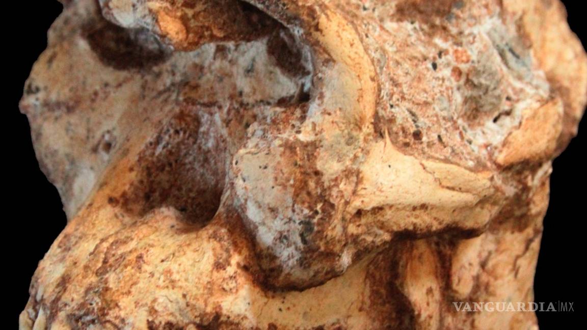 $!¿Cuándo los humanos y los simios se separaron?