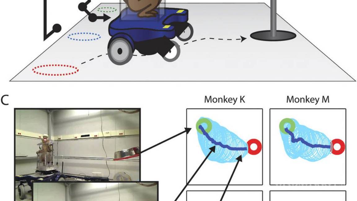 $!Monos consiguen mover silla de ruedas con fuerza de la mente