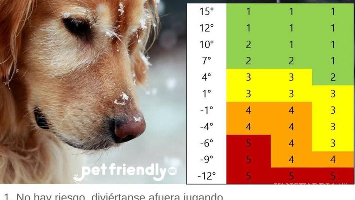 $!Aquí te explicamos cómo proteger a tu mascota de los efectos del frío y evitar complicaciones de salud.