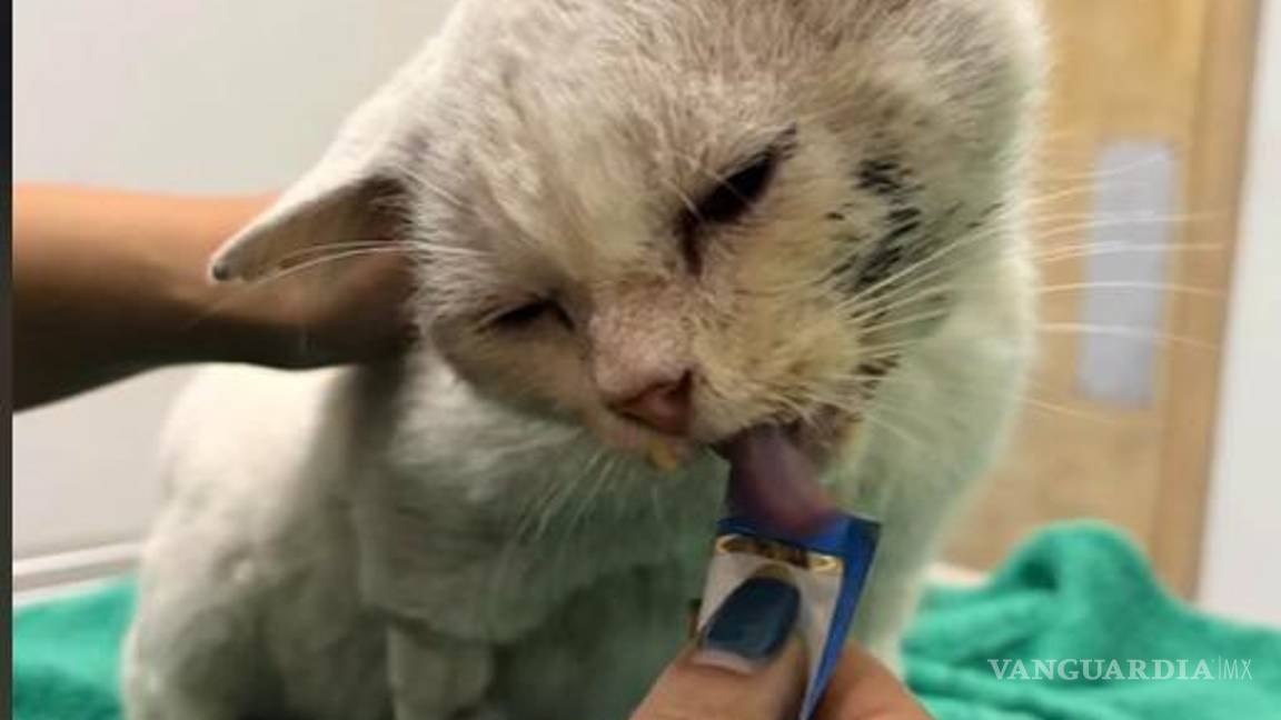 $!El felino prueba su primer Churu.