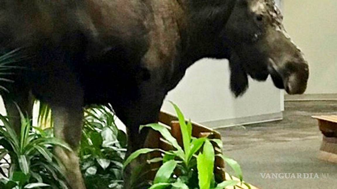 $!Graban con celular una visita sorpresa de alce a un hospital