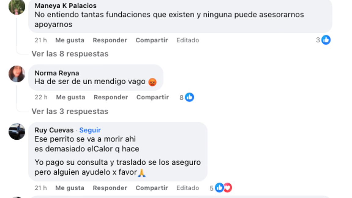 $!Manera K Palacios insta a difundir información sobre cómo actuar en casos de maltrato animal, en un llamado a la solidaridad y la conciencia ciudadana.