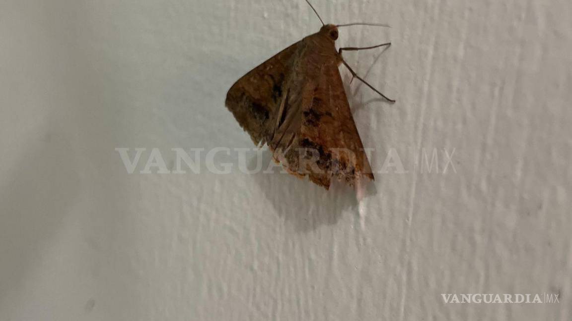 $!La abundancia de polillas en Saltillo ha sido favorecida por las recientes lluvias, que han permitido el crecimiento de vegetación en varias colonias.