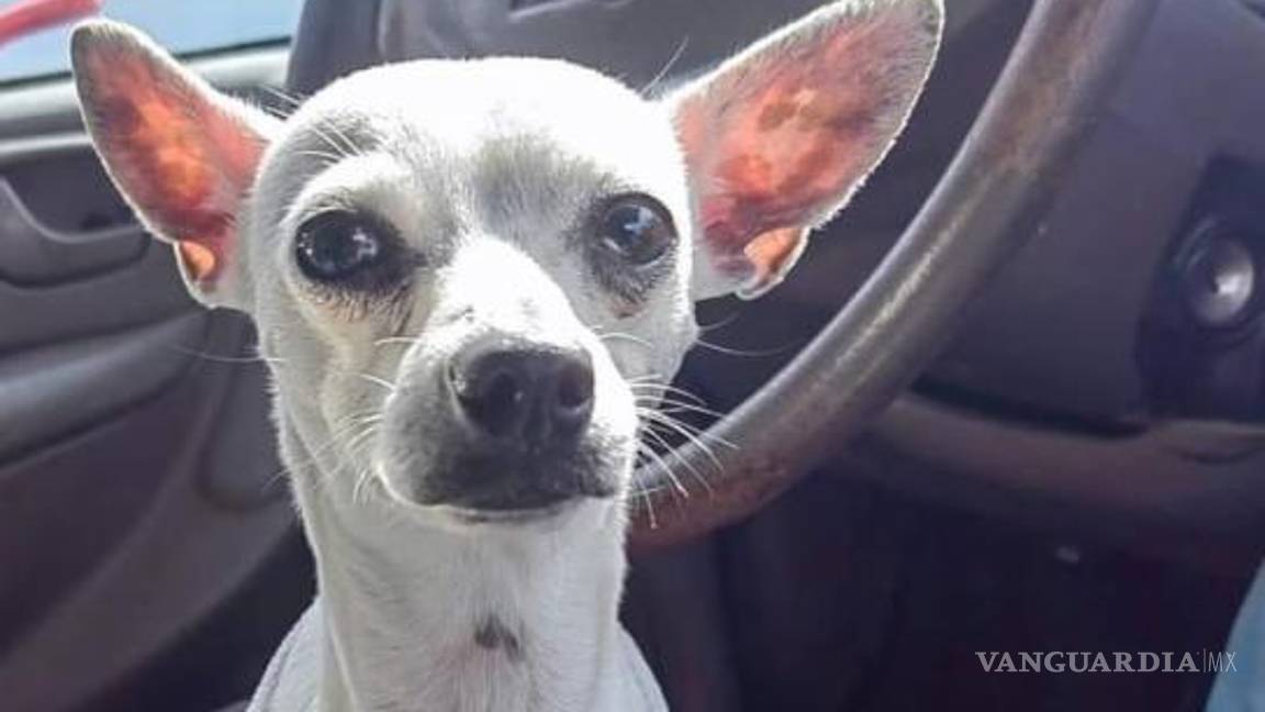$!La recomendación de los grupos animalistas de redes sociales para los automovilistas es conducir con precaución, ya que algunas mascotas andan vagando desorientadas.