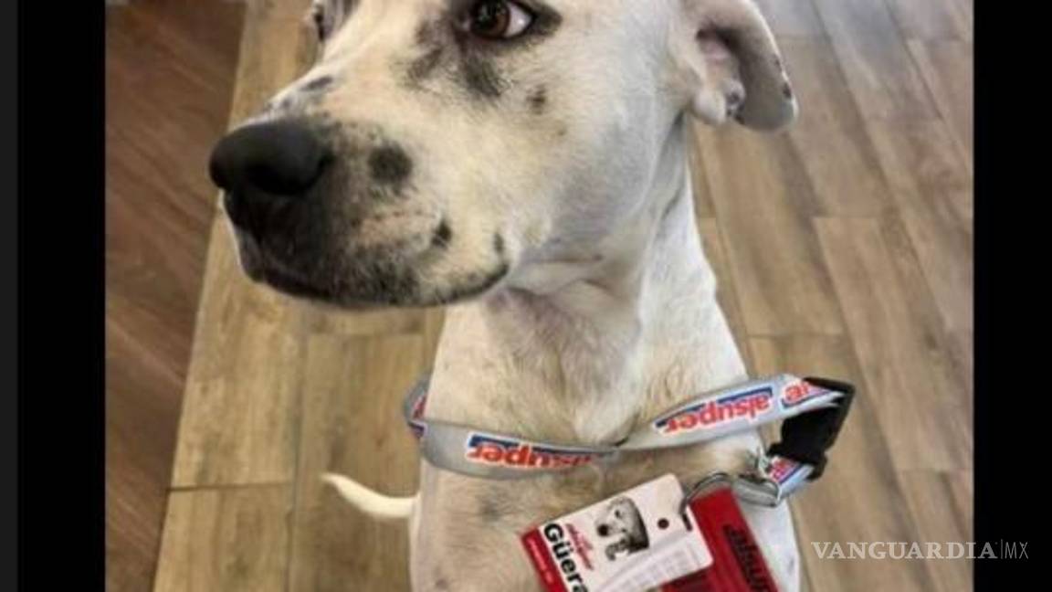 $!AlSuper de Torreón ‘oficializa’ adopción de ‘La Güera’; ya hasta luce un gafete