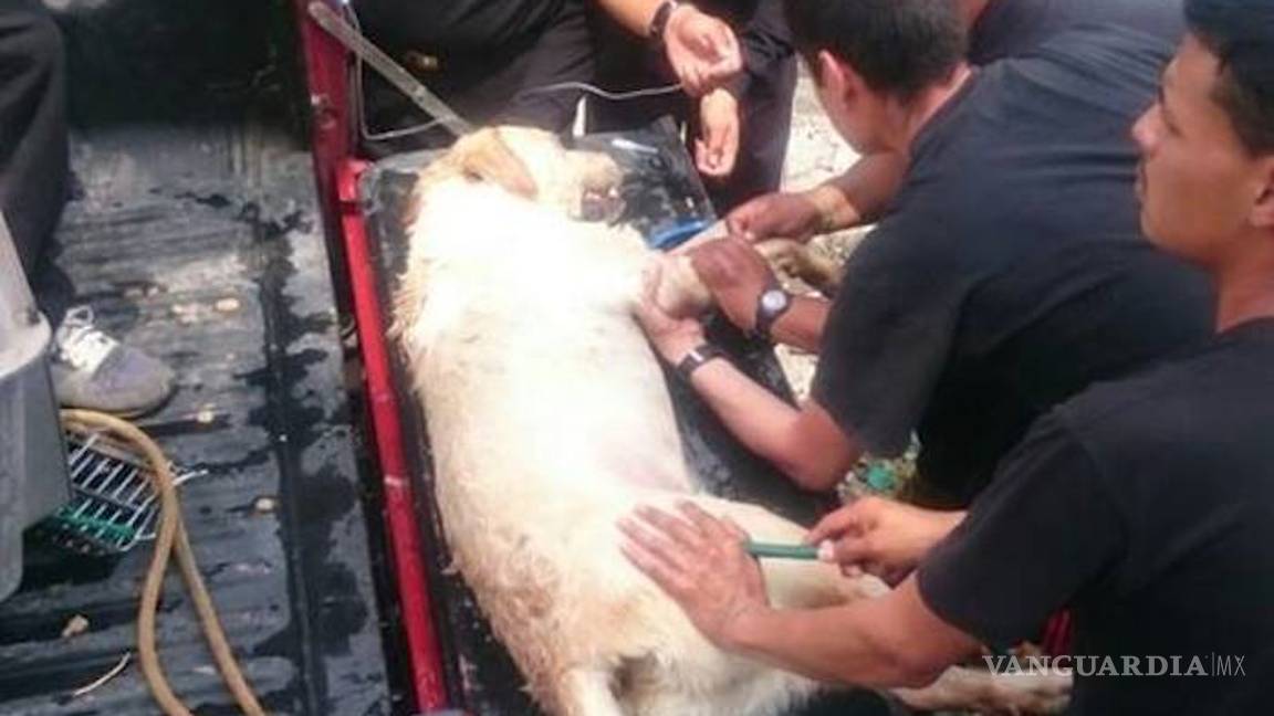 $!Dayko, el perro que ayudó a salvar vidas en Ecuador, muere durante misión