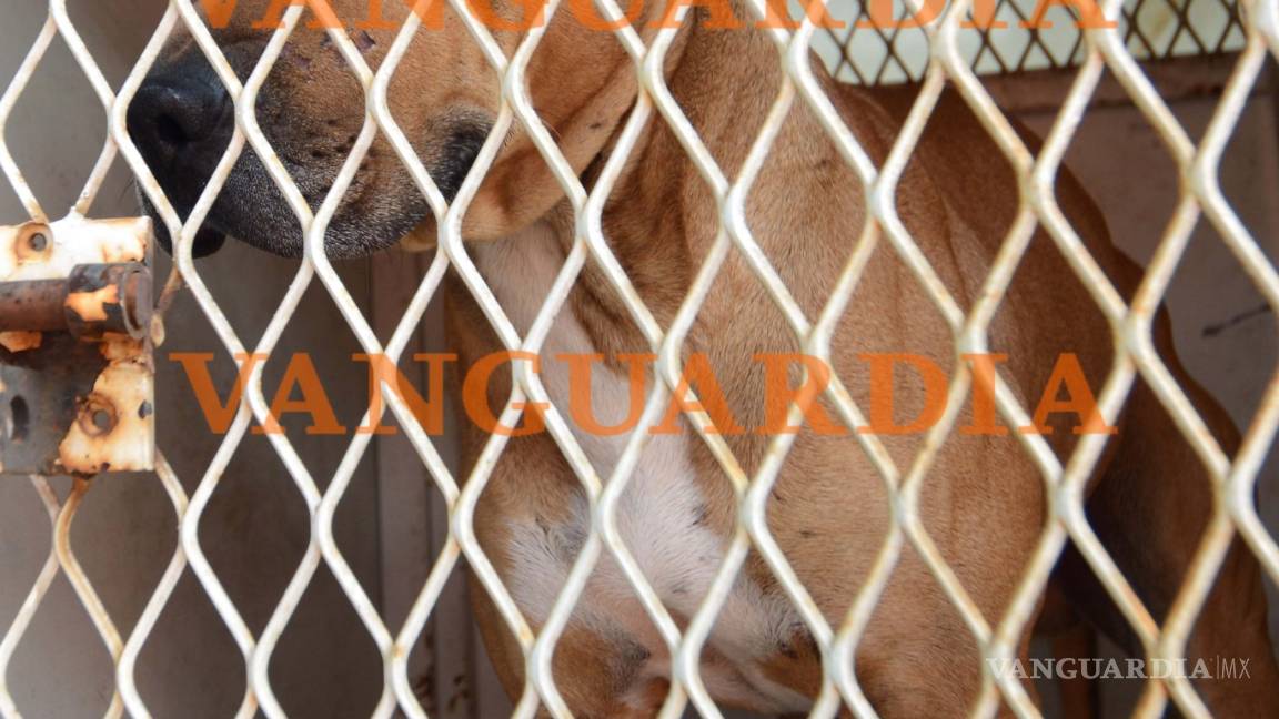 $!Trasladan a Monterrey a niño atacado por pitbull en Saltillo