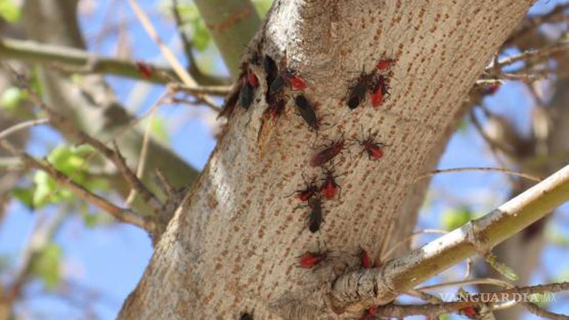 $!Se trata de la especie Boisea trivittata, mejor conocida como “chinche del arce”, misma que vive en árboles como el arce o el maple.