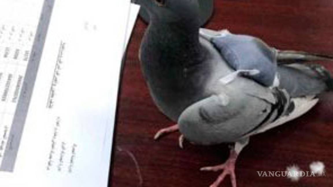 $!Capturan una 'narcopaloma', transportaba droga en mini mochila