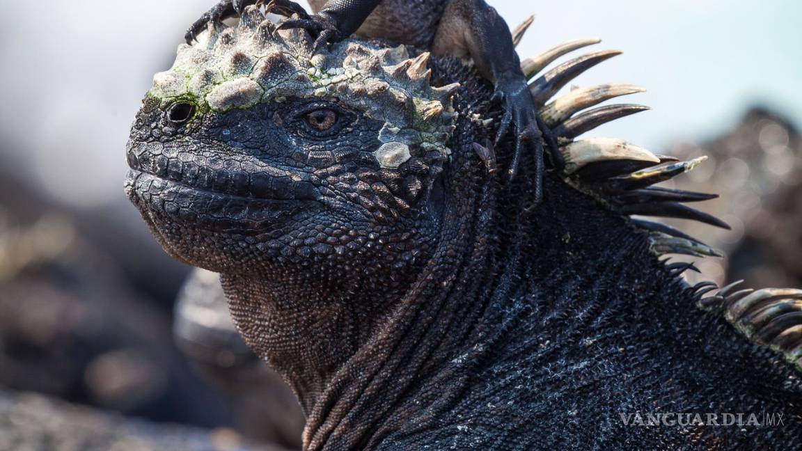 $!La naturaleza como nunca la has visto: Planet Earth II