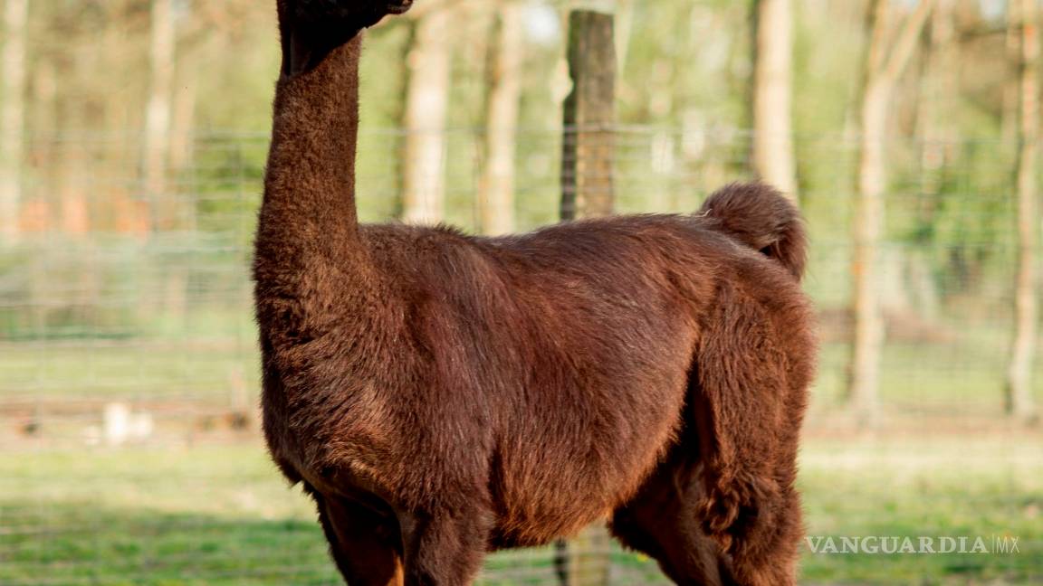 $!Descubren que los anticuerpos de las llamas neutralizan al COVID-19