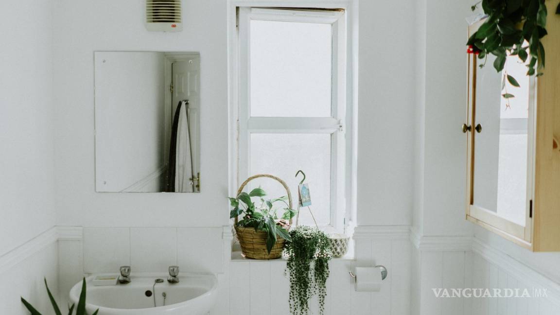 $!¡Duraderas y fáciles de cuidar! Las mejores plantas para decorar el baño, la cocina y hasta la recámara
