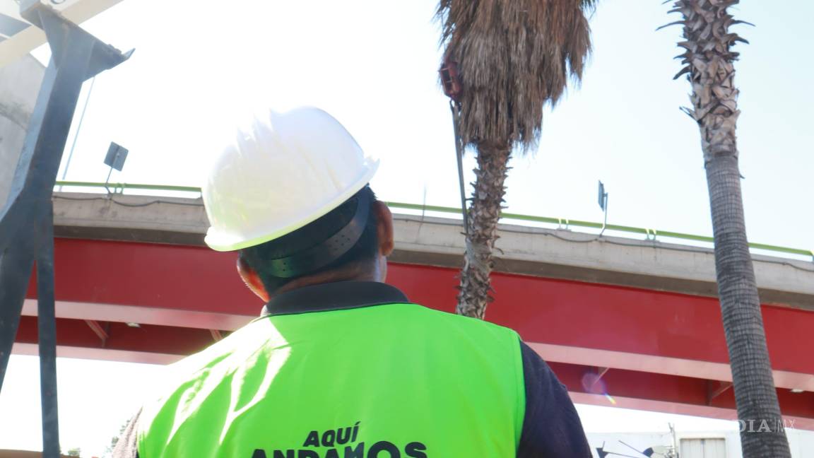 $!Los viaductos del Distribuidor El Sarape impedían que las palmas crecieran.