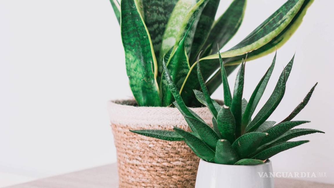 $!Las plantas pueden ser tan grandes o chicas como lo requieran los espacios.