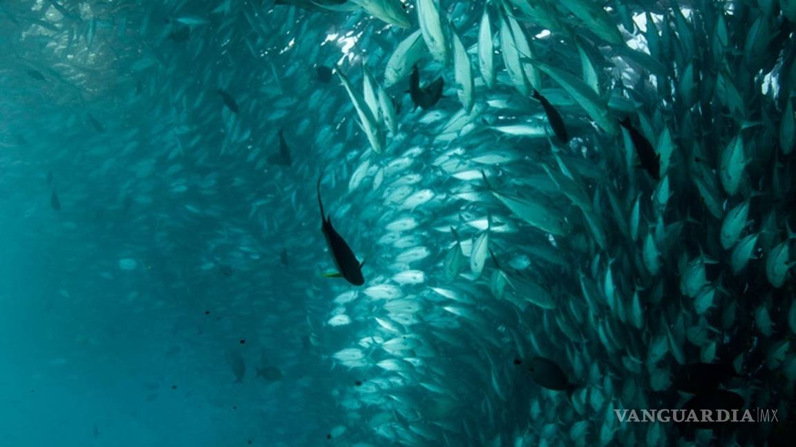 $!En México los tiburones valen más vivos que muertos