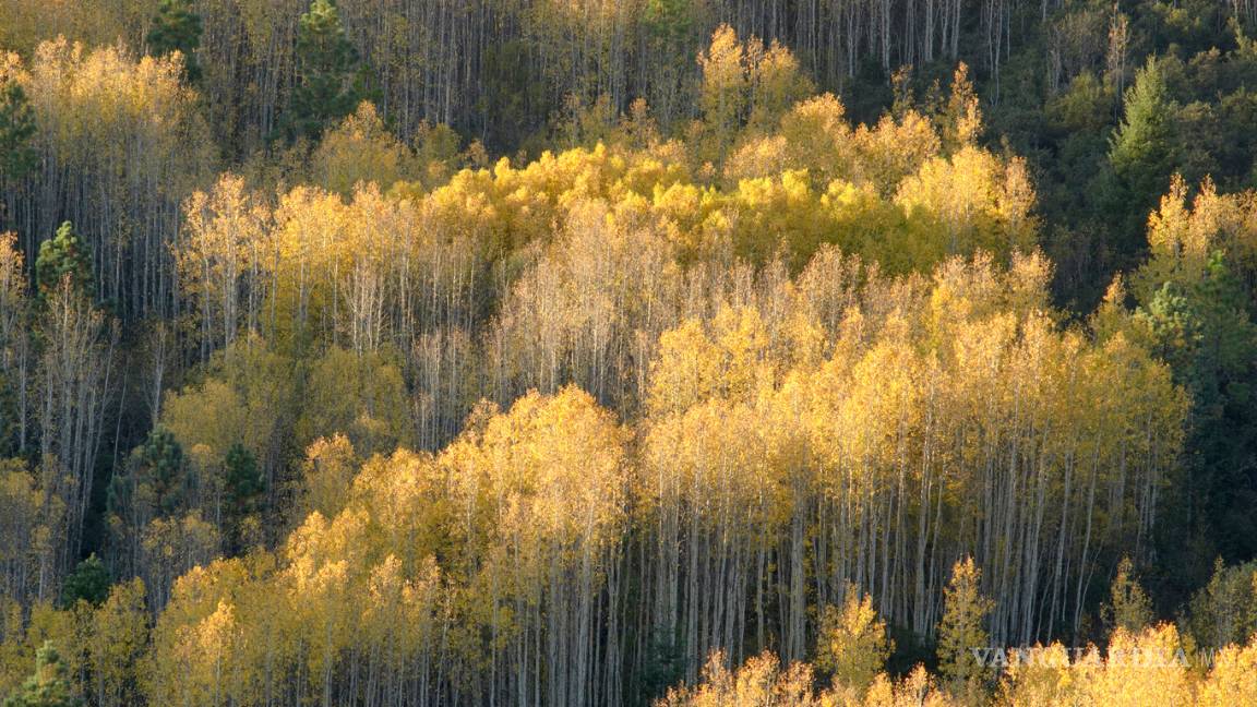 $!Presentarán paisajes naturales y lecturas en Las Delicias de mi General: La Efigenia