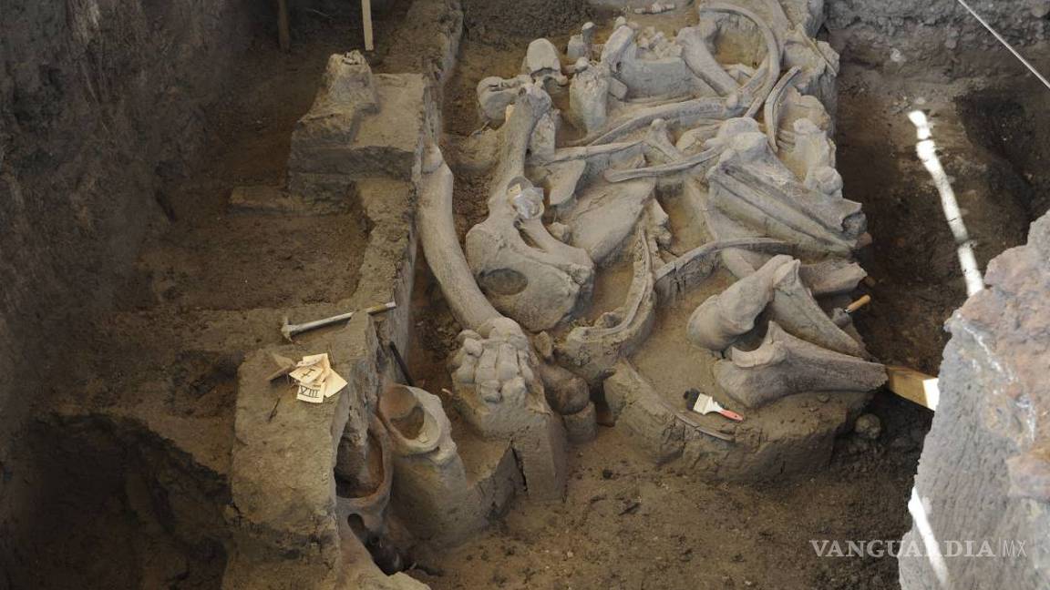 $!Hallan restos de un mamut de hace 13 mil años en México
