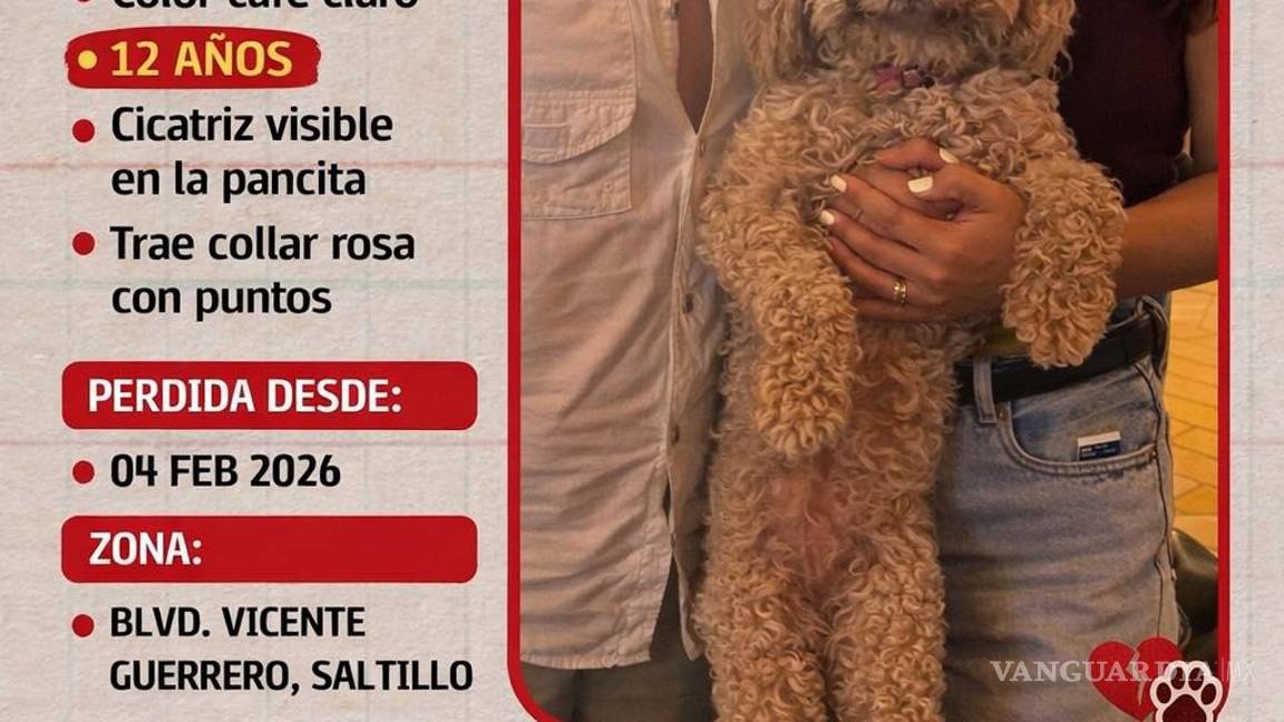 $!Brisa, una French Poodle de 12 años, desapareció el 4 de febrero en la zona del bulevar Vicente Guerrero; piden no perseguirla si es vista.