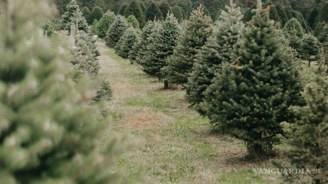 $!Si ya pasó la Revolución Mexicana, ¿ya puedo poner el pino de Navidad?