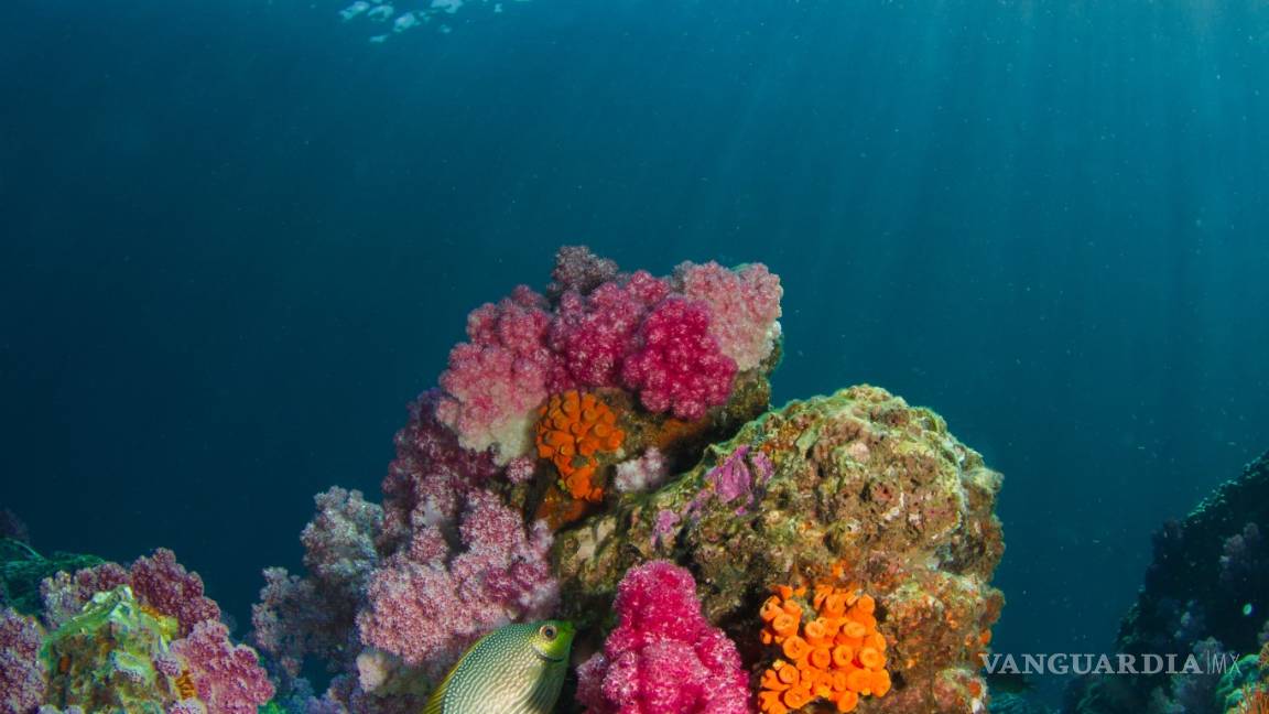 $!Día Mundial de los Océanos, ¿cómo podemos salvarlos desde nuestras casas?